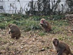 -苏州上方山国家森林公园