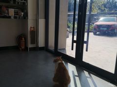 -凯特喵百思猫专科医院