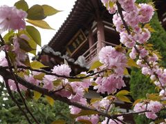 -西安青龙寺遗址景区