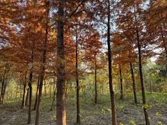 -溱湖国家湿地公园