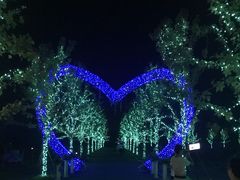 -枫林花海