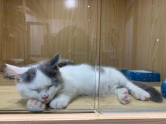 -屋虎猫馆(宝安大仟里店)