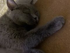 -平行世界·猫咖(首经贸店)