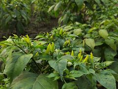 -中国天府农业博览园