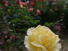 -北京国家会计学院