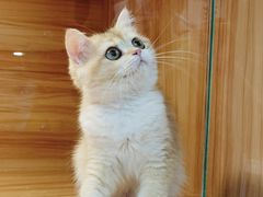 -猫十亿·布偶金渐层·曼基康矮脚猫舍(青年路店)