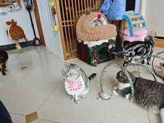 -Catmate·猫肥家润(金润铂宫店)