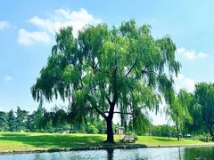 -上海共青森林公园