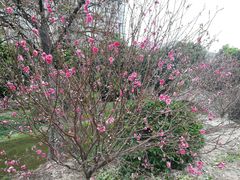 -南国桃园旅游度假区