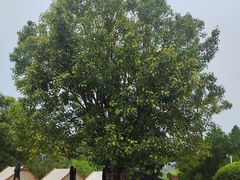 -福建鲤鱼洲酒店