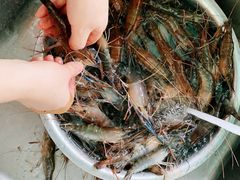 -会江钓鱼钓虾烧烤场