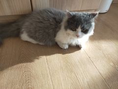 -猫腻·猫咖·撸猫馆(星光大道店)