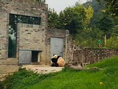 -都江堰中华大熊猫苑