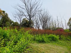 -新江湾城公园