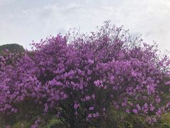 -东白山