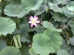 -洪湖生态旅游区