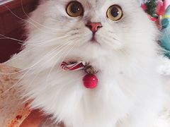 -十年猫舍·猫咪专门店(普陀店)