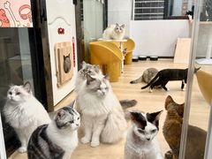 -有喵·猫咖·狗咖·30几只猫10只小狗(岗厦店)