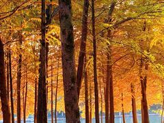 -野蔓果·山野菜(西湖景区·龙井茶田店)