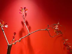 -初居食屋日式料理(万象城购物中心店)