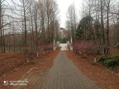 -上海海湾国家森林公园