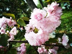 -洋湖国家湿地公园