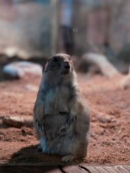 -Zoolung Zoolung动物主题公园(海信广场店)