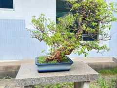 -国家植物园