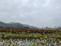 -径山花海