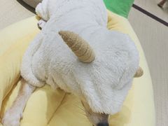 -逗柴咖啡屋·狗咖猫咖宠物桌游