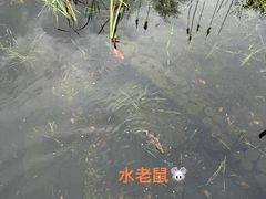 -鲁迅公园-垂钓中心