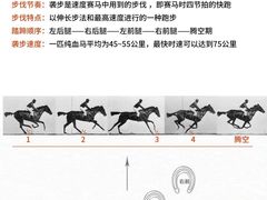 -骑乐马术(广州奥体优托邦中心)