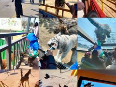 -西霞口神雕山野生动物世界