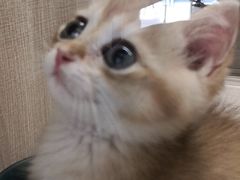 -飞行喵MR PILOT|猫舍·猫咖(静安大融城店)