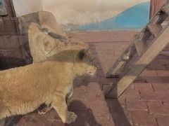 -大连森林动物园