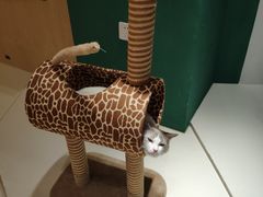 -飞行喵MR PILOT|猫舍·猫咖(静安大融城店)