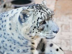 -青藏高原野生动物园