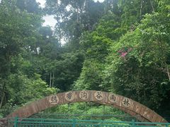 -西双版纳原始森林公园