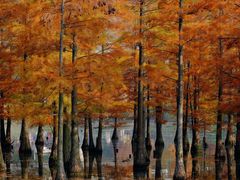 -白鹭湾湿地公园