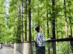 -黄海国家森林公园