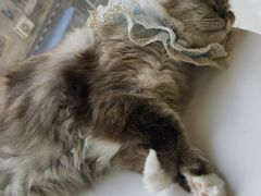 -怪兽屋·羊驼·猫咖·狗咖(俊华广场店)