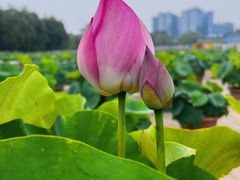 -莲花池公园