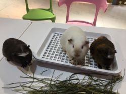 -Moni星球萌宠·小马宝莉·灵蛇·高端高阶全萌宠互动体验俱乐部(红豆国际广场店)