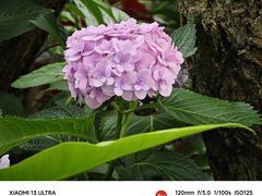 -中国科学院华南植物园