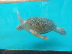-珠海长隆海洋王国