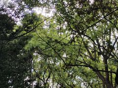 -黄兴公园