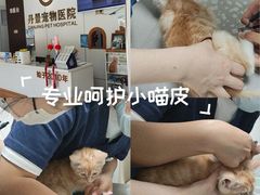 -丹景宠物医院·全科·老年病·牙科(武昌诊疗中心)