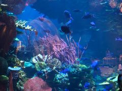 -迪拜帆船酒店海底餐厅