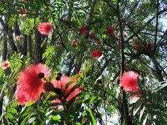 -瑞丽独树成林风景区