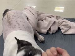 -美联众合动物医院·24h转诊中心